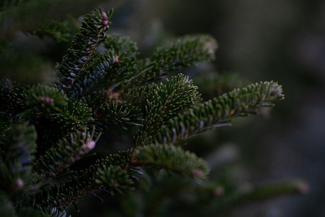 Evergreen tree